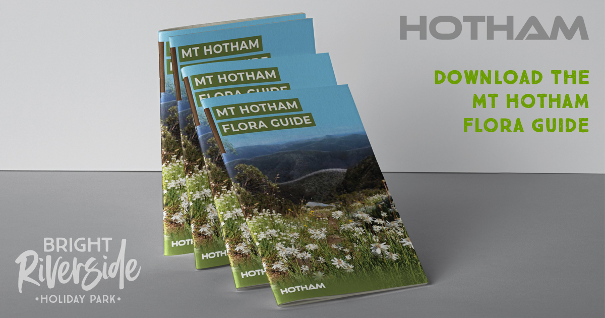 Mount Hotham Flora Guide PDF