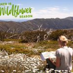 Wildflowers near Bright, Bushwalking, Alpine National Park wildflowers and bushwalking