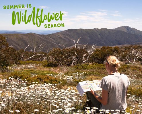 Wildflowers near Bright, Bushwalking, Alpine National Park wildflowers and bushwalking