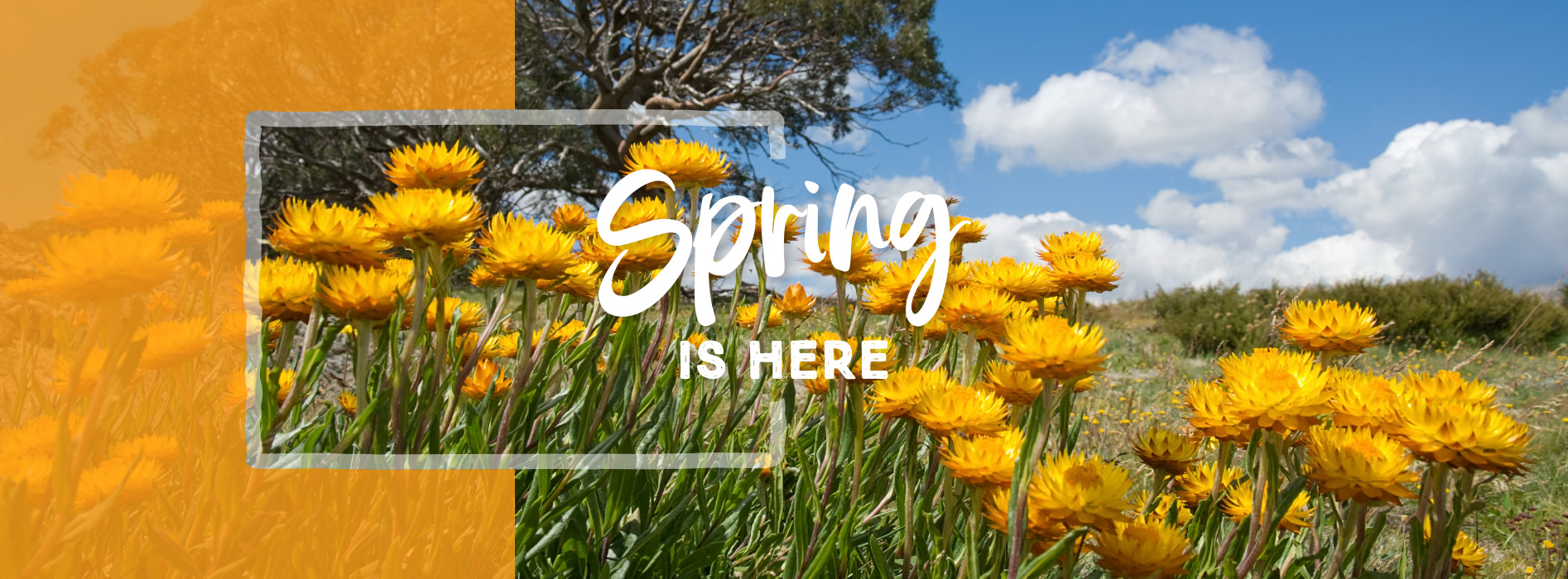 Springtime in Bright